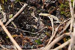 Notiophilus aquaticus (26.05.2023, F241792)