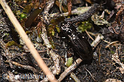Notiophilus aquaticus (F241793)