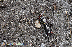 Anechura bipunctata (F241802)