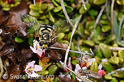Blühende Alpenazalee (Loiseleuria procumbens)