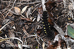 Alpen-Widderchen (Zygaena exulans, Raupe) an Isländisch Moos (Cetraria islandica) (F241809) Alpen-Widderchen (Zygaena exulans, Raupe) an Isländisch Moos (Cetraria islandica) (F241809)
