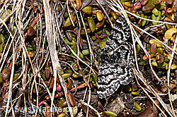 Bärentrauben-Bänderspanner (Macaria carbonaria) (F241831)