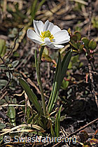 Pyrenäen-Hahnenfuss (Ranunculus kuepferi) (F241840) Pyrenäen-Hahnenfuss (Ranunculus kuepferi) (F241840)