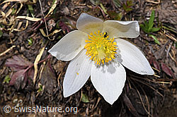 Pulsatilla vernalis (F241848)