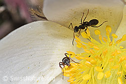 Formica lemani (Waldameise) auf Frühlings-Anemone (Pulsatilla vernalis) (F241850)