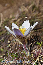 Pulsatilla vernalis (F241855)