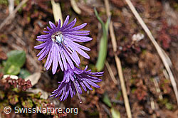 Soldanella alpina (F241860)