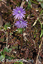 Soldanella alpina (F241861)