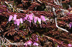 Photo: Blume