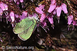 Brombeer-Zipfelfalter (Callophrys rubi) auf Kriechendem Täschelkraut (Thlaspi rotundifolium)