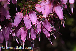 Erica carnea (F241867)