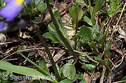 Langsporniges Stiefmütterchen (Viola calcarata) (F241880) Langsporniges Stiefmütterchen (Viola calcarata) (F241880)