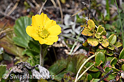 Gemeine Berg-Nelkenwurz (Geum montanum) (F241892)