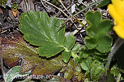Gemeine Berg-Nelkenwurz (Geum montanum) (F241894)