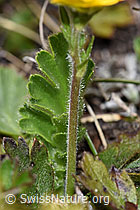 Gemeine Berg-Nelkenwurz (Geum montanum) (F241895)