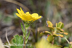 Gemeine Berg-Nelkenwurz (Geum montanum) (F241897)
