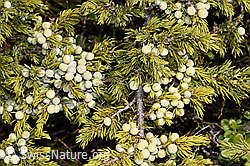 Juniperus communis ssp. saxatilis (F241910) Juniperus communis ssp. saxatilis (F241910)