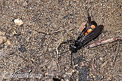 Anoplius viaticus (F241916)