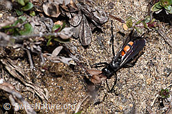 Anoplius viaticus (F241920)