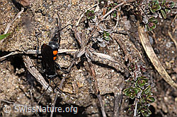 Anoplius viaticus (F241922)