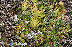 Spinnweb-Hauswurz (Sempervivum arachnoideum) (F241948)