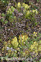 Spinnweb-Hauswurz (Sempervivum arachnoideum) (F241953)
