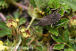 Dicranocephalus medius (F241973)