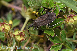Dicranocephalus medius (F241974)