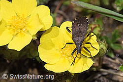 Dicranocephalus medius (F241977)