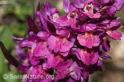 Dactylorhiza sambucina (F241993)