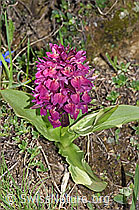Dactylorhiza sambucina (F241995)