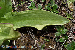 Dactylorhiza sambucina (F241996)