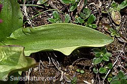 Dactylorhiza sambucina (F241997)