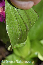 Dactylorhiza sambucina (F241999)