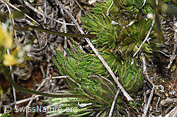 Immergrünes Felsenblümchen (Draba aizoides) (F242014) Immergrünes Felsenblümchen (Draba aizoides) (F242014)