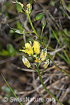 Immergrünes Felsenblümchen (Draba aizoides) (F242017) Immergrünes Felsenblümchen (Draba aizoides) (F242017)