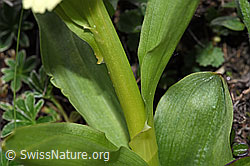 Dactylorhiza sambucina (F242040)