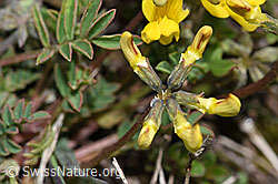 Hippocrepis comosa (F242041)