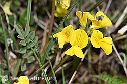 Hippocrepis comosa (F242042)