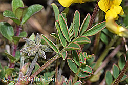 Hippocrepis comosa (F242043)