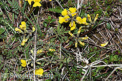 Hippocrepis comosa (F242045)