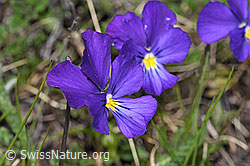 Langsporniges Stiefmütterchen (Viola calcarata) (F242050) Langsporniges Stiefmütterchen (Viola calcarata) (F242050)