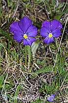 Langsporniges Stiefmütterchen (Viola calcarata) (F242053) Langsporniges Stiefmütterchen (Viola calcarata) (F242053)