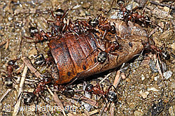 Blutrote Raubameisen (Formica sanguinea) (F242059)