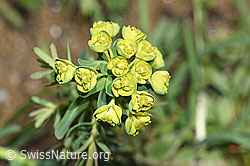 Euphorbia cyparissias (F242063)