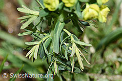 Euphorbia cyparissias (F242065)