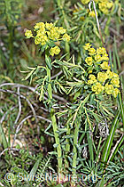 Euphorbia cyparissias (F242068)