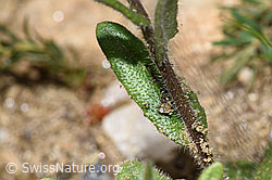 Arabis ciliata (F242072)