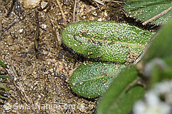 Arabis ciliata (F242073)