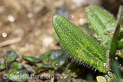 Arabis ciliata (F242075)